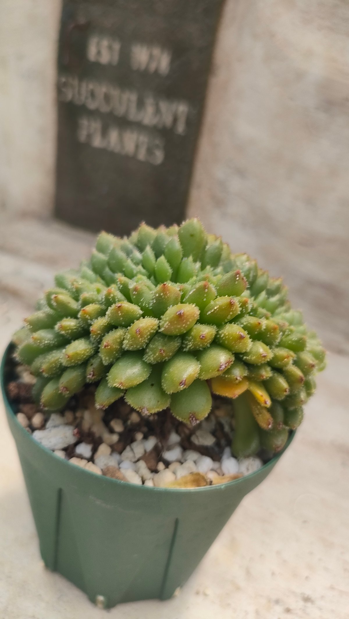 キャロル綴化 エケベリア 抜き苗 | 多肉植物カット苗の通販