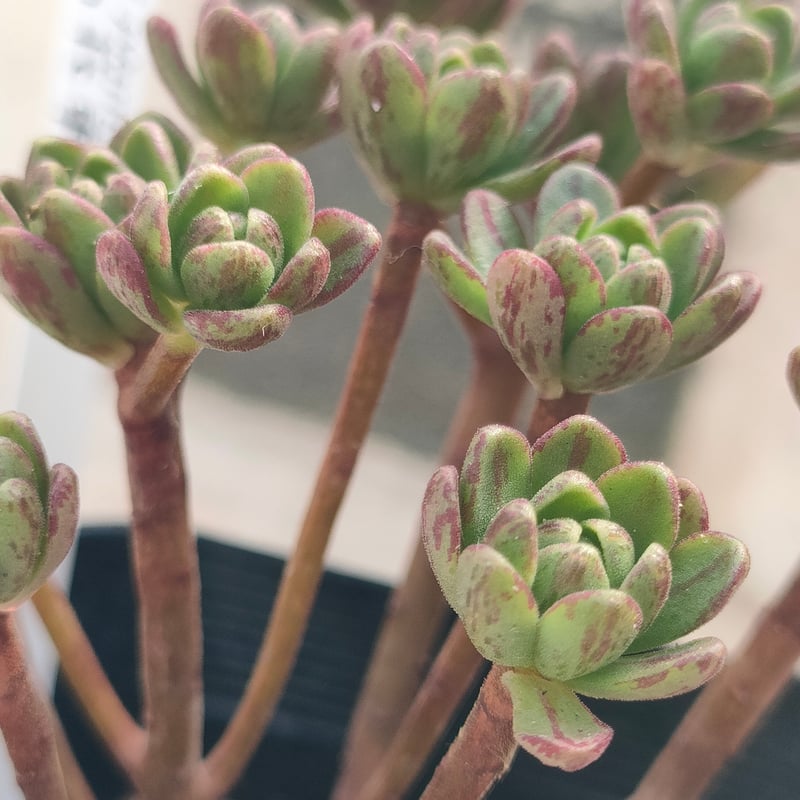 小人の花束 アエオニウム 抜き苗 | 多肉植物カット苗の通販