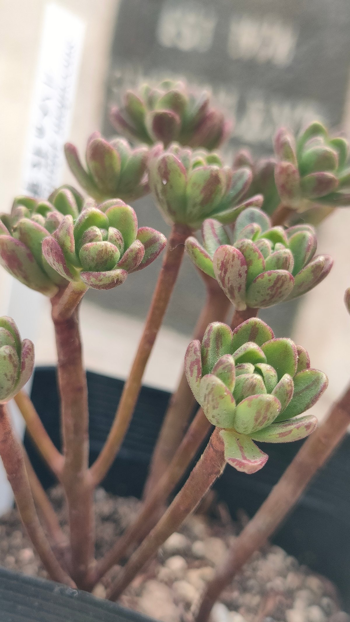 小人の花束 アエオニウム 抜き苗 | 多肉植物カット苗の通販