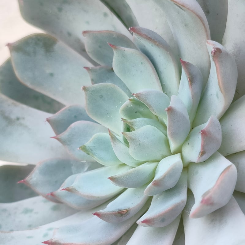 スタージェイ エケベリア カット苗 | 多肉植物カット苗の通販