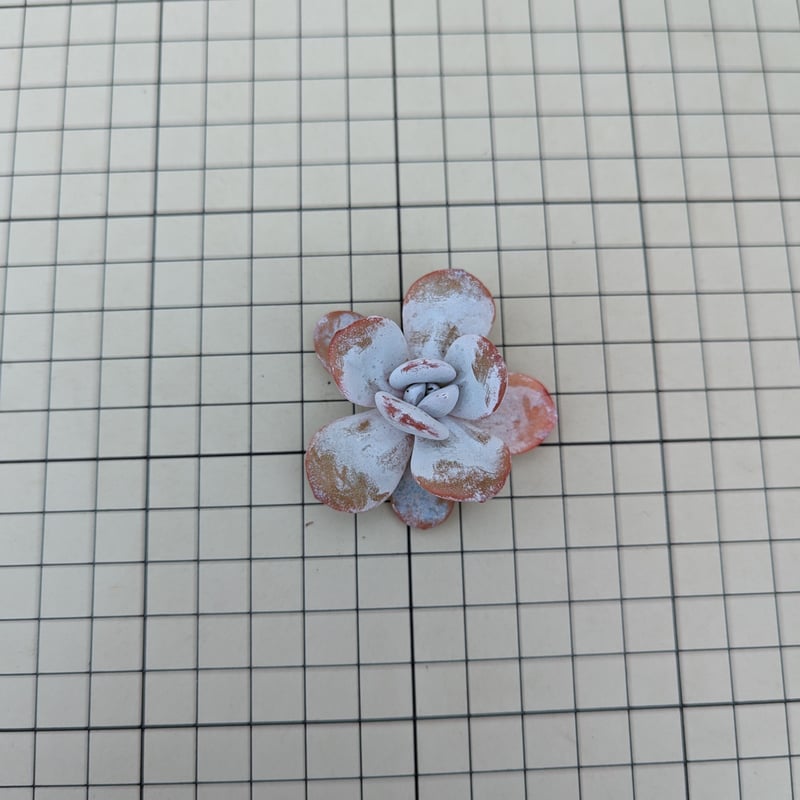 ラウイ エケベリア カット苗 | 多肉植物カット苗の通販 | エケベリア