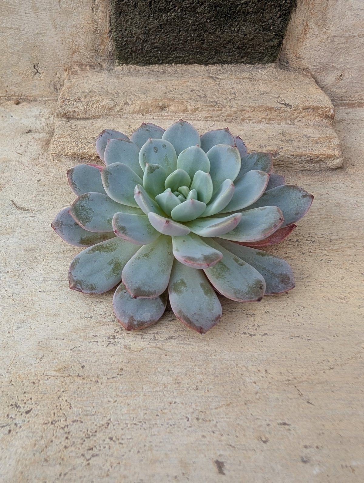 ラフィネ エケベリア カット苗 | 多肉植物カット苗の通販 | エケベリア