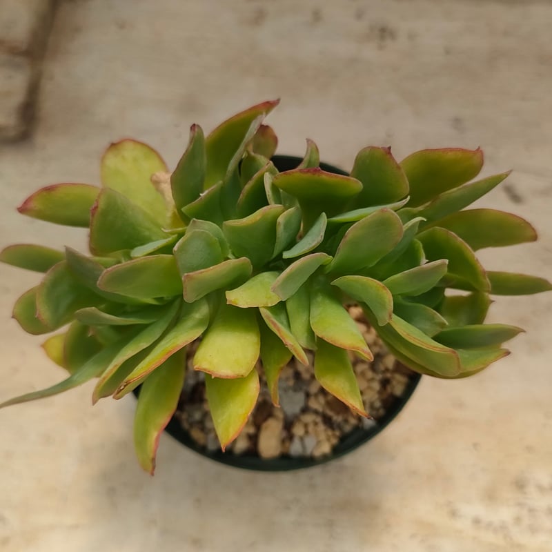 レモンツイスト綴化 エケベリア 抜き苗 | 多肉植物カット苗の通販