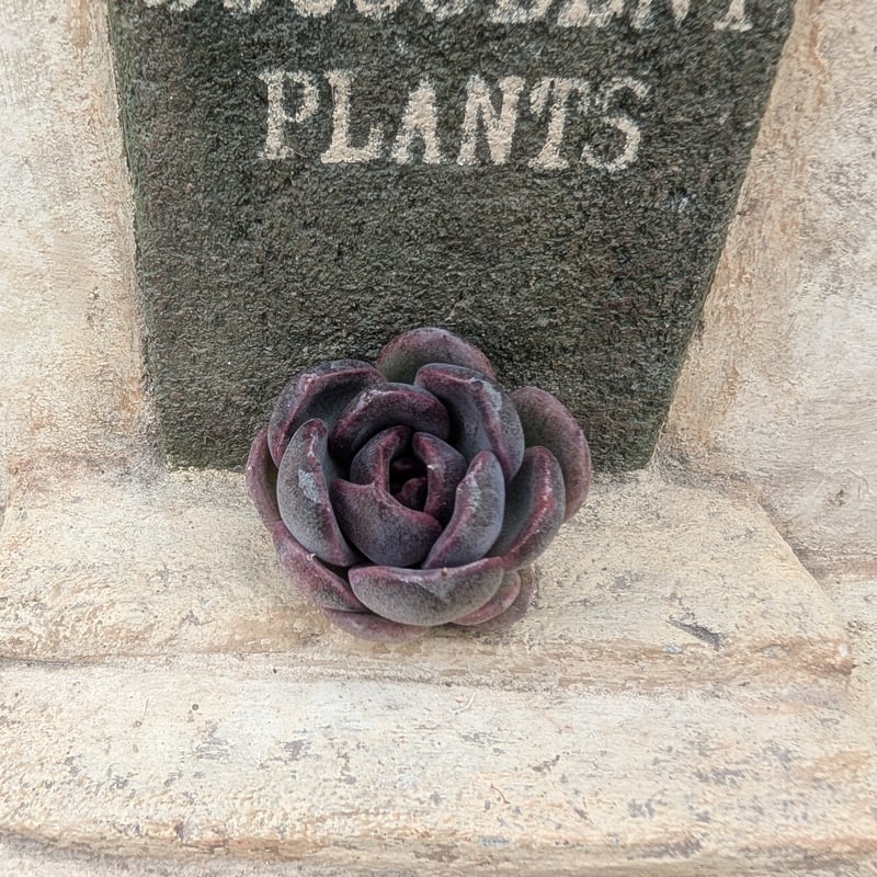 ブラックワイン エケベリア カット苗 | 多肉植物カット苗の通販