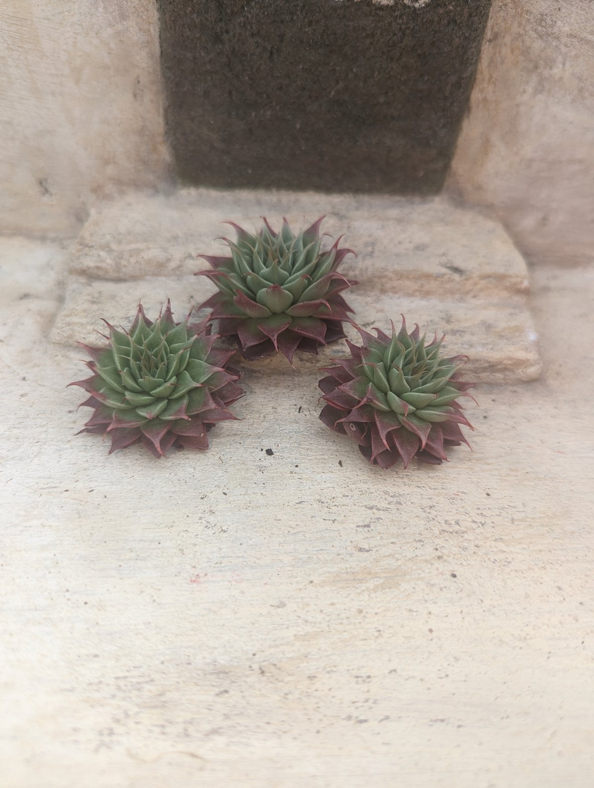 レッドスター グラプトベリア カット苗 | 多肉植物カット苗の通販