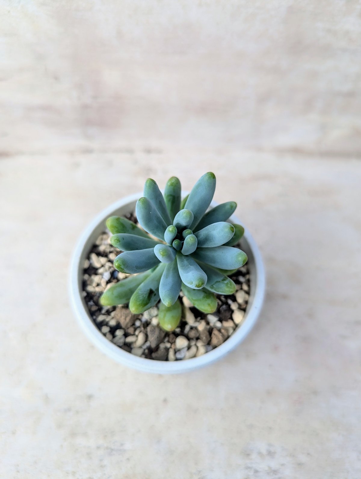 多肉植物　セダム ★星シリーズ★　カット苗 多肉植物セダム ☆星シリーズ☆カット苗