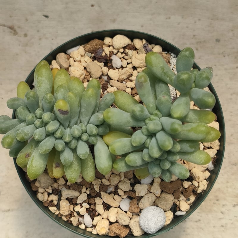 乙女心綴化 エケベリア 抜き苗 | 多肉植物カット苗の通販 | エケベリア