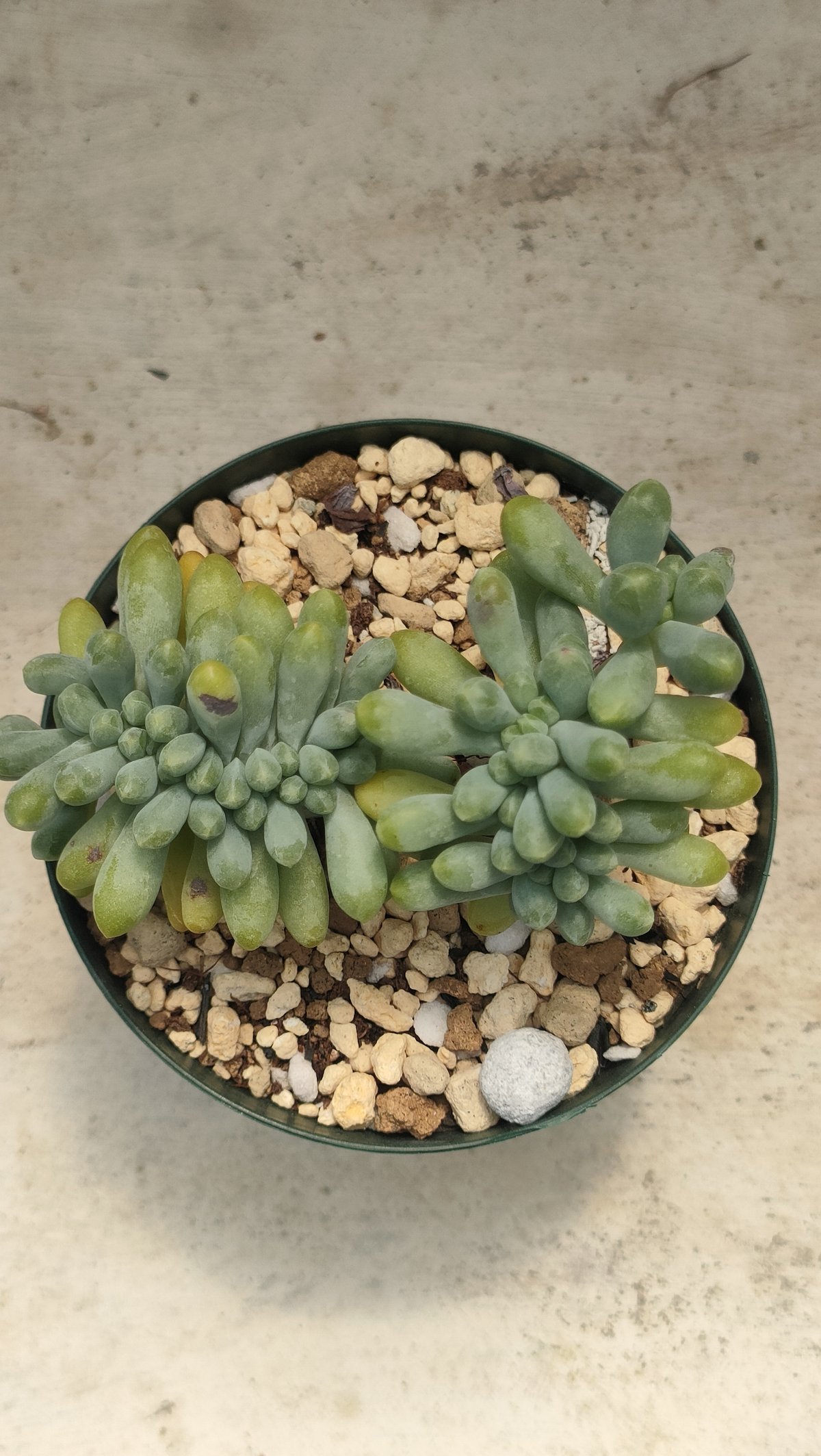 乙女心綴化 エケベリア 抜き苗 | 多肉植物カット苗の通販 | エケベリア