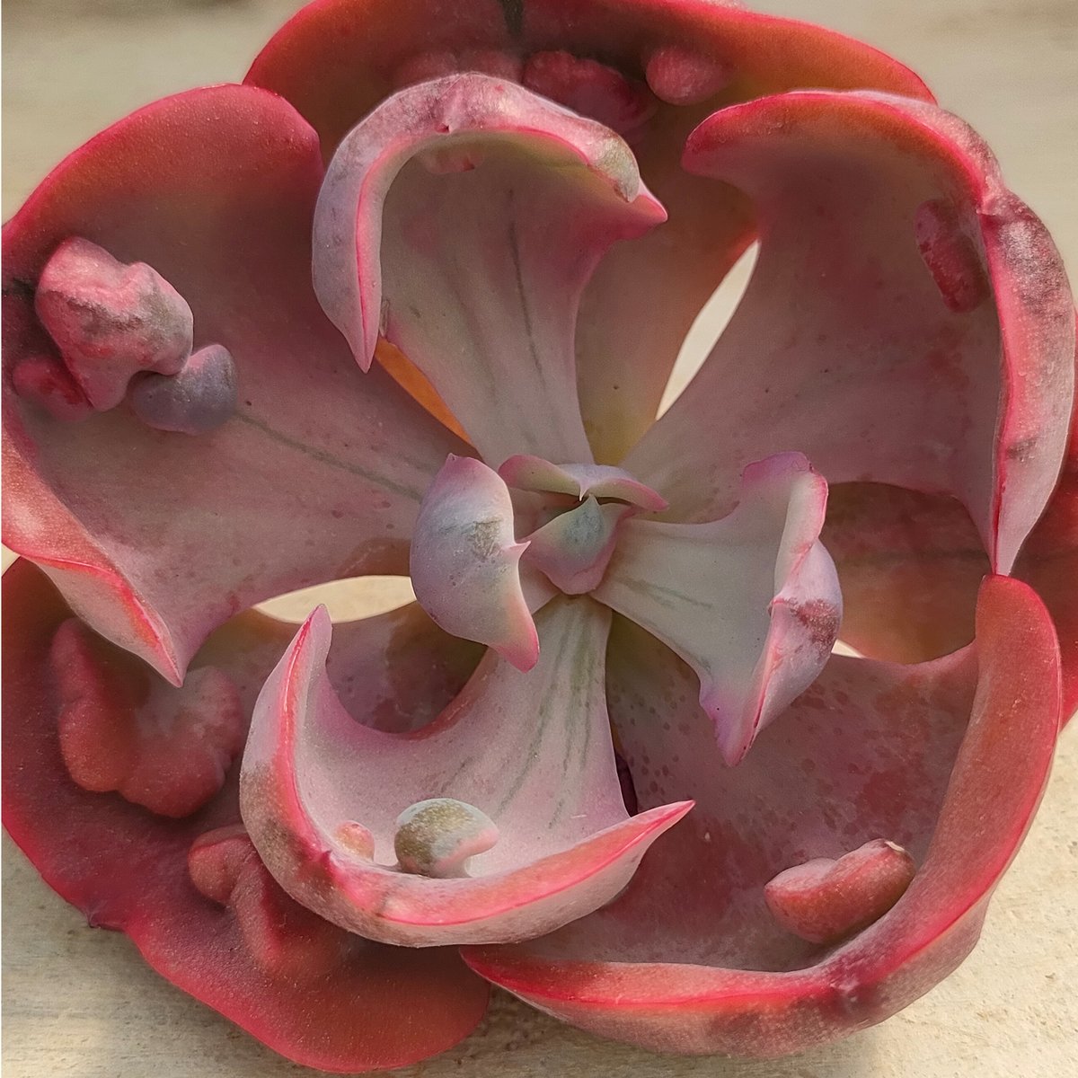 ビヨンセレインボー エケベリア カット苗 | 多肉植物カット苗の通販