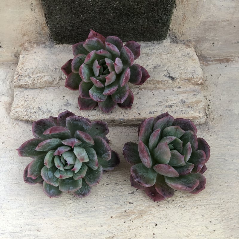 ブラッドブリアナ錦エケベリアカット多肉植物