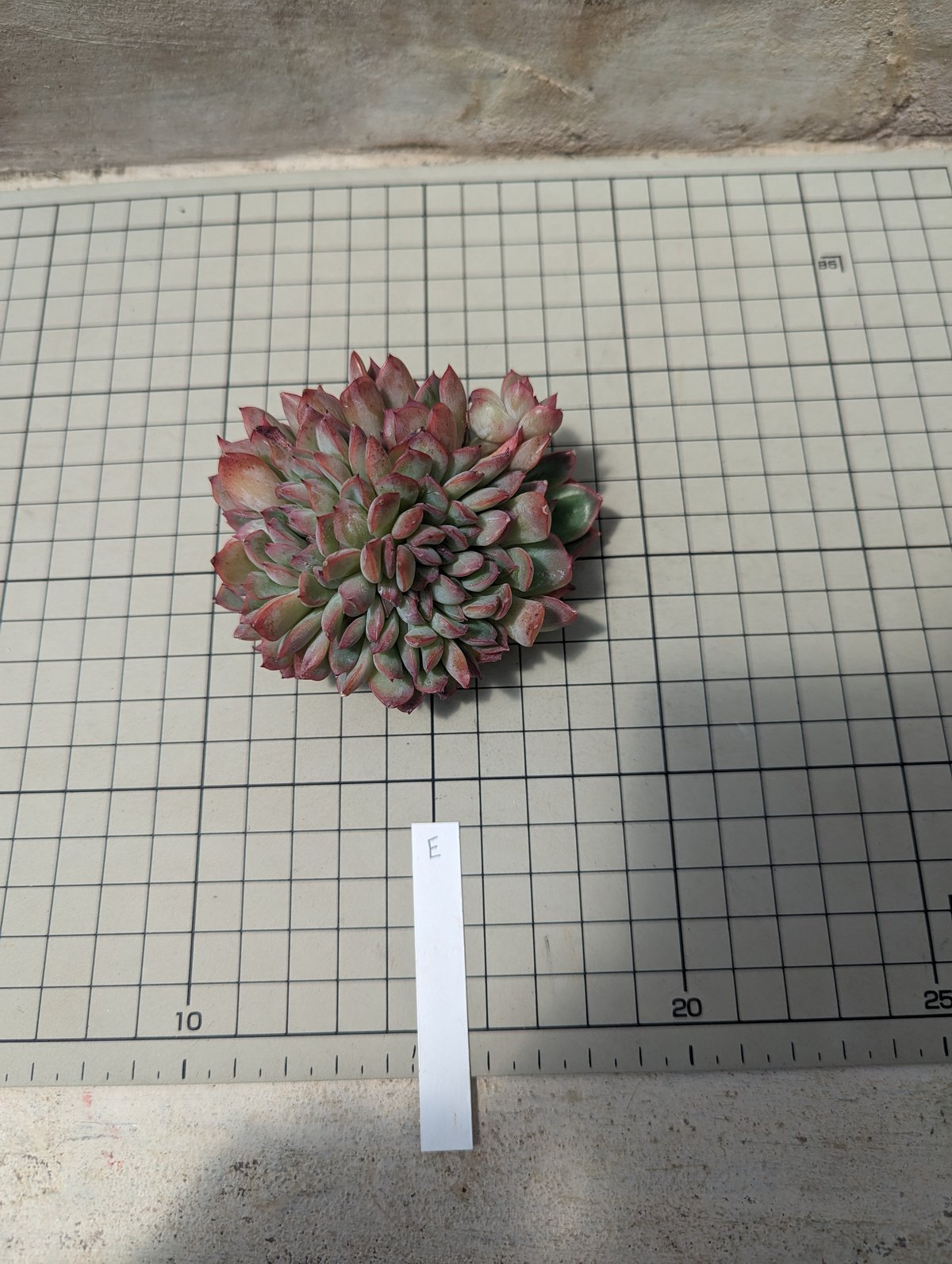 多肉植物 カット苗 モリモリ 27（24.7.27 , #マカベアナ錦 , やっと 