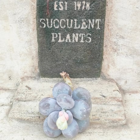 多肉植物カット苗の通販 | エケベリア(韓国苗)多肉植物専門店 | 森の多肉園