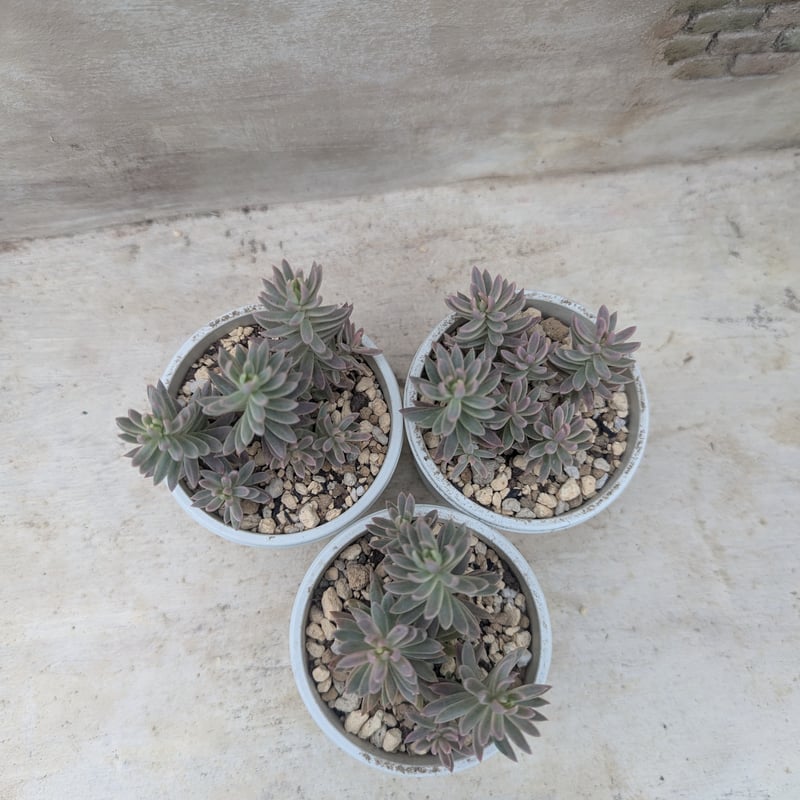 カメレオン錦 セダム 抜き苗 | 多肉植物カット苗の通販 | エケベリア