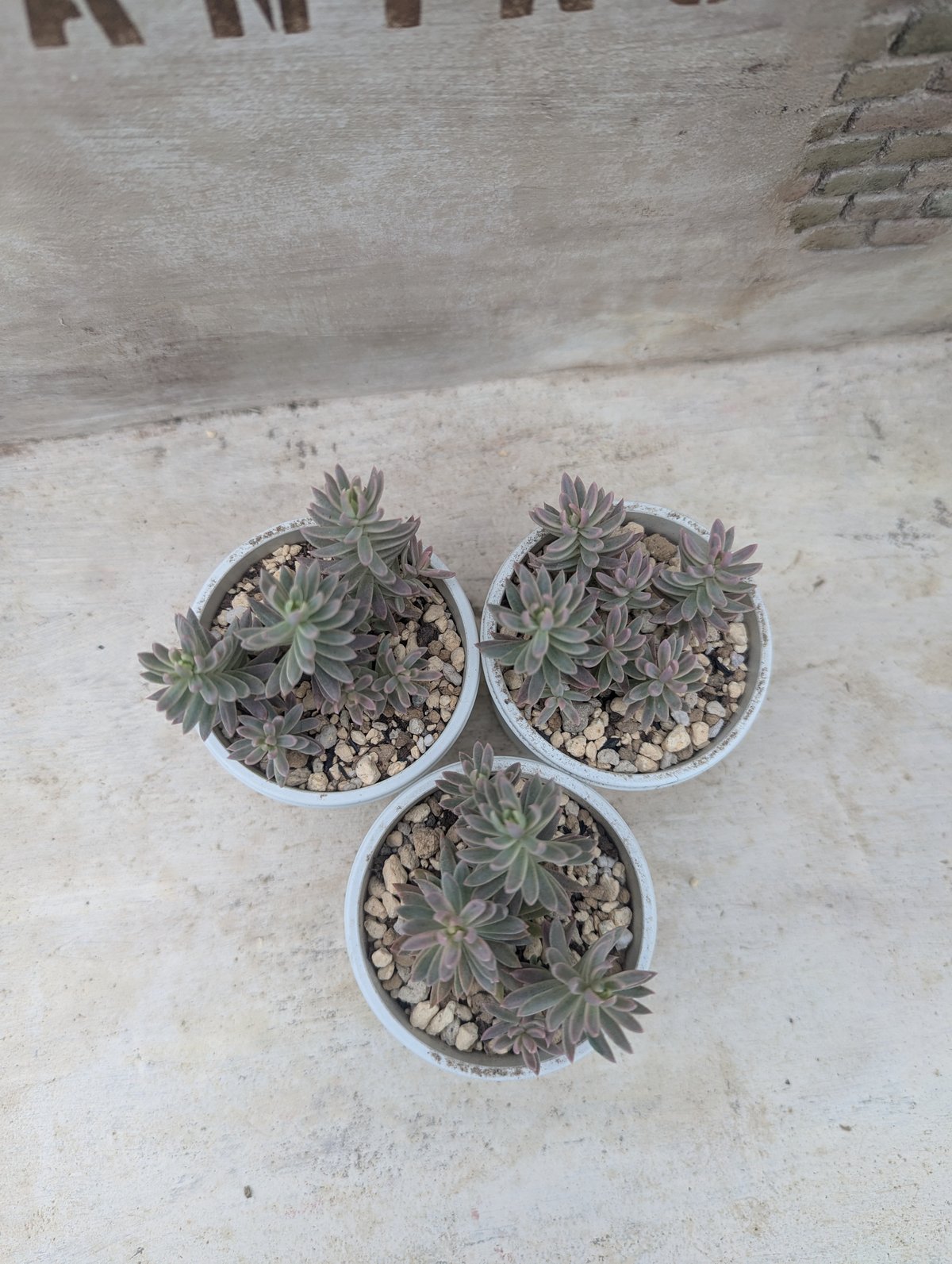 セダム抜き苗 カメレオン錦 セダム 抜き苗 | 多肉植物カット苗の通販