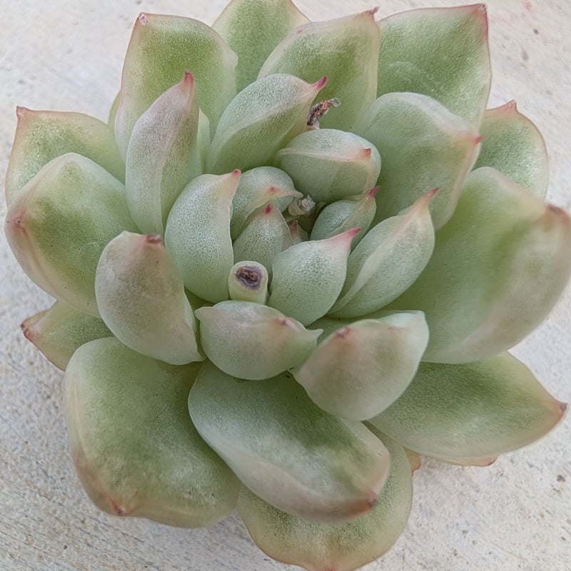 ま*こ様 A334　イチゴアイス錦　18株　多肉植物 抜き苗 エケベリア 韓国苗 18株の抜き苗セット】イチゴアイス錦 多肉植物 佐川急便発送