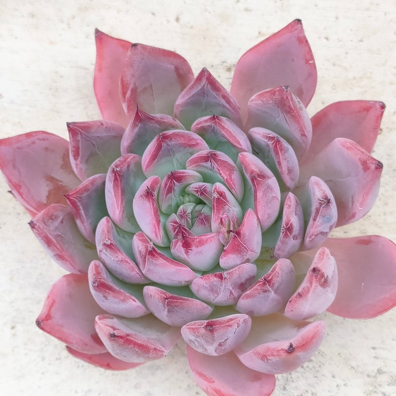 アランフェス エケベリア カット苗 | 多肉植物カット苗の通販