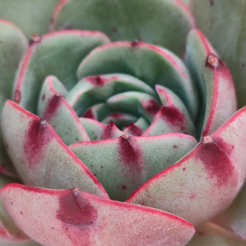 ピンクフローラ エケベリア カット苗 | 多肉植物カット苗の通販