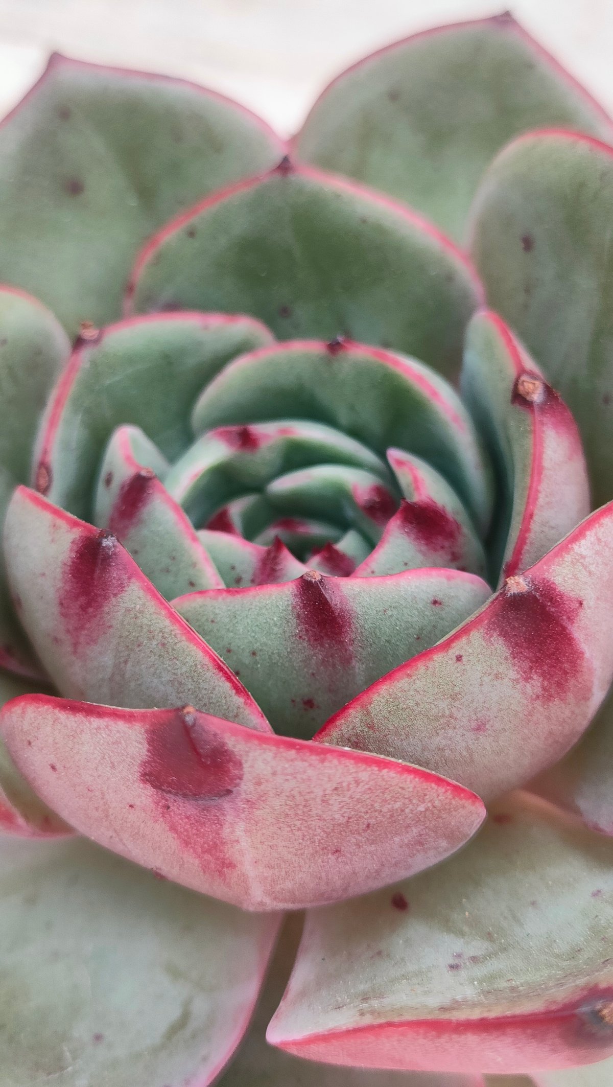 ピンクフローラ エケベリア カット苗 | 多肉植物カット苗の通販