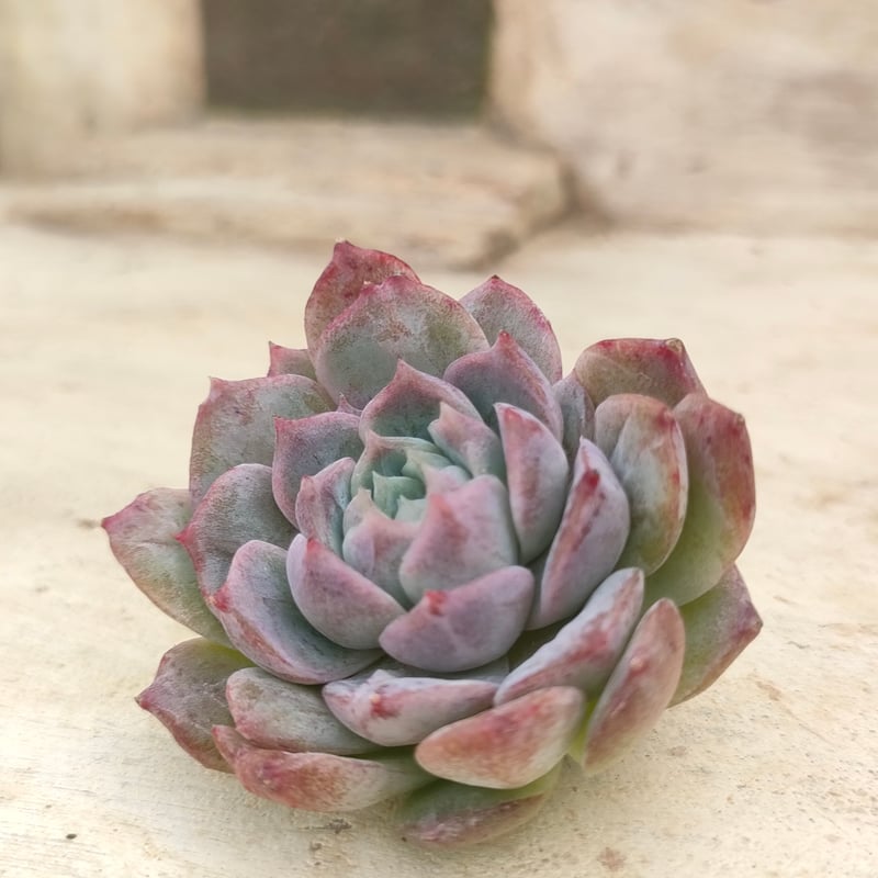 ロザリア エケベリア カット苗 | 多肉植物カット苗の通販 | エケベリア