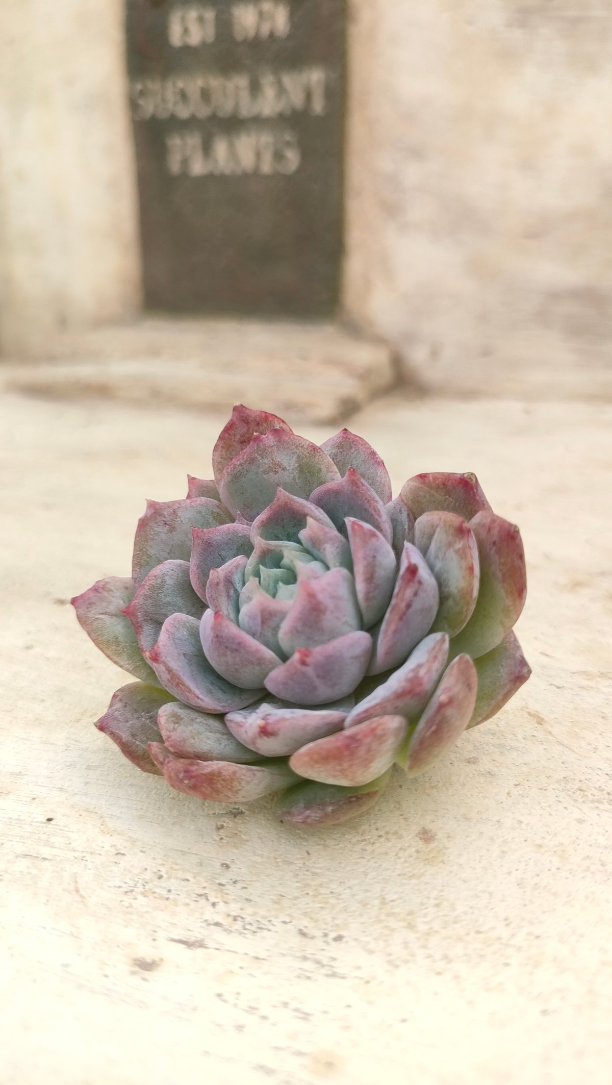 アールグレイ◎多肉植物 カット苗 韓国苗 エケベリア等 クレープ エケベリア カット苗 | 多肉植物カット苗の通販 | エケベリア