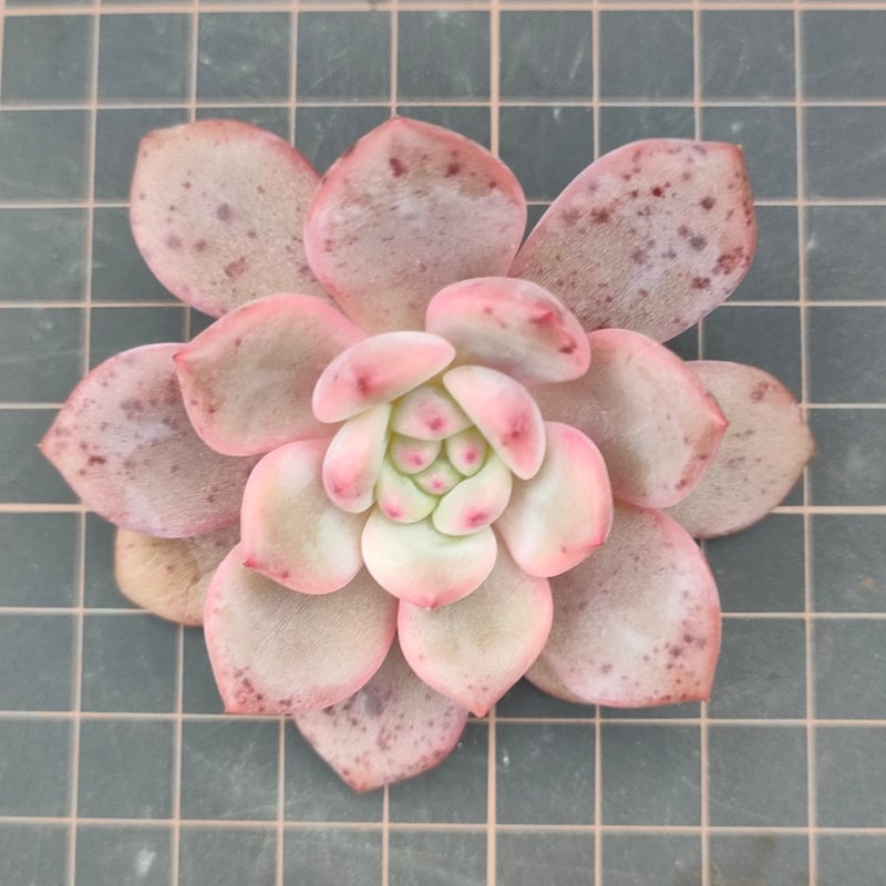 アリエル エケベリア カット苗 | 多肉植物カット苗の通販 | エケベリア