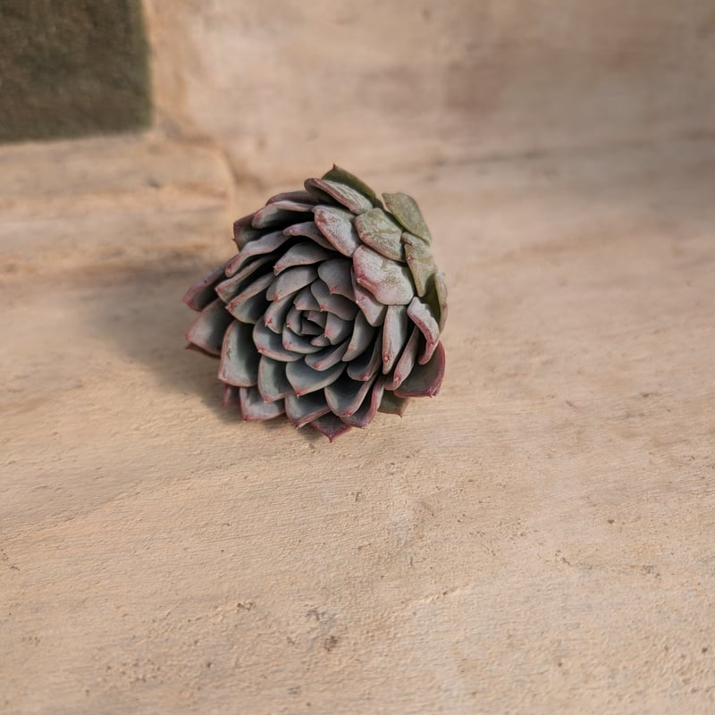 訳あり特価品◎ナイチンゲール◎多肉植物 カット苗 韓国苗 エケベリア等 ナイチンゲール エケベリア カット苗 | 多肉植物カット苗の通販