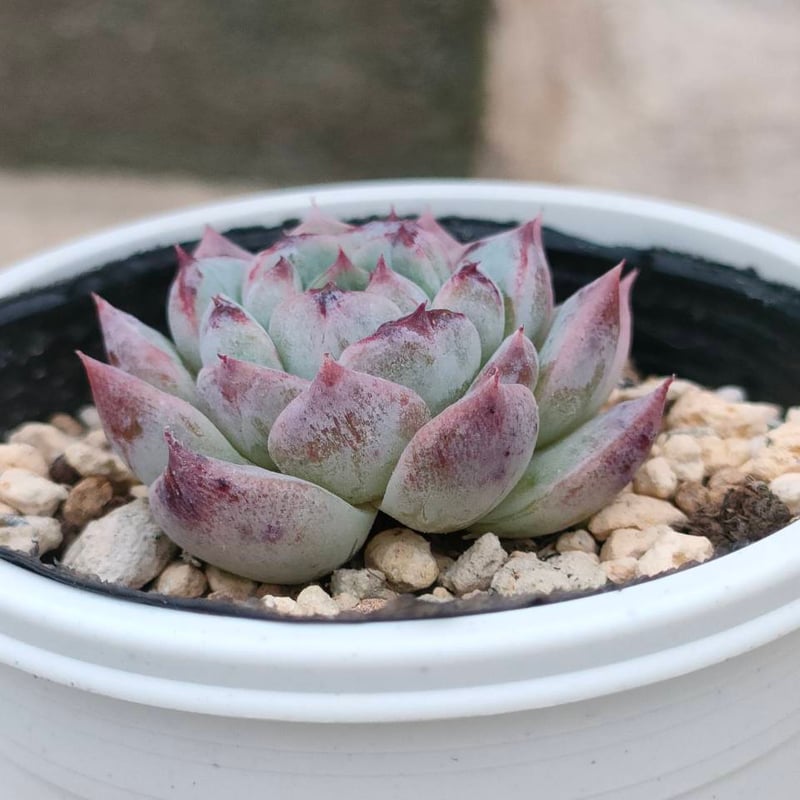 レッドベルベット エケベリア 抜き苗 | 多肉植物カット苗の通販