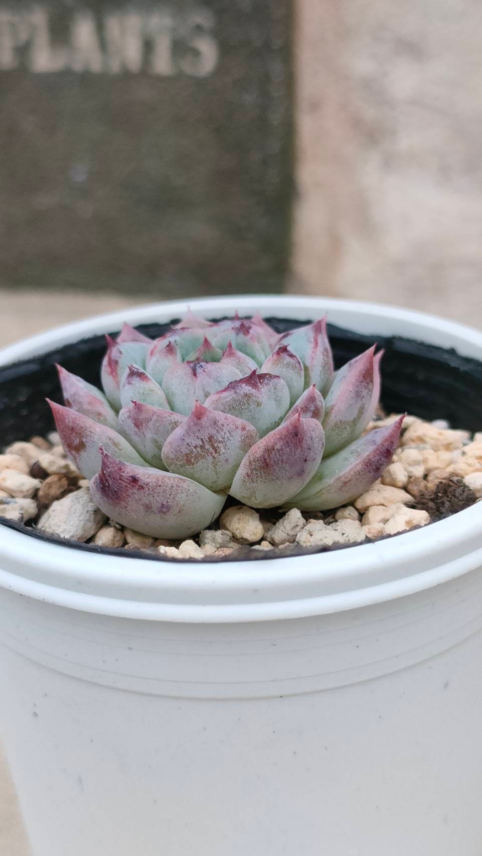 レッドベルベット エケベリア 抜き苗 | 多肉植物カット苗の通販