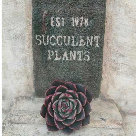 多肉植物カット苗の通販 | エケベリア(韓国苗)多肉植物専門店 | 森の多肉園