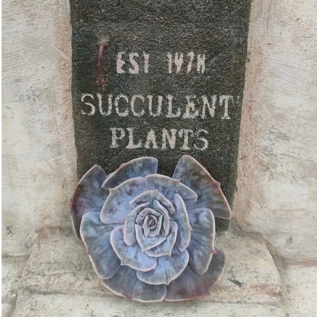 商品一覧 | 多肉植物カット苗の通販 | エケベリア(韓国苗)多肉植物専門