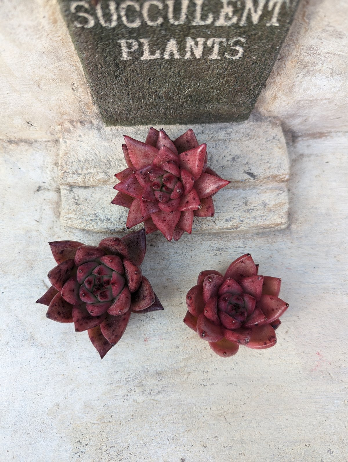 ピンクガール◎多肉植物 カット苗 韓国苗 アエオニウム等 ピンクガール アエオニウム 韓国 - メルカリ