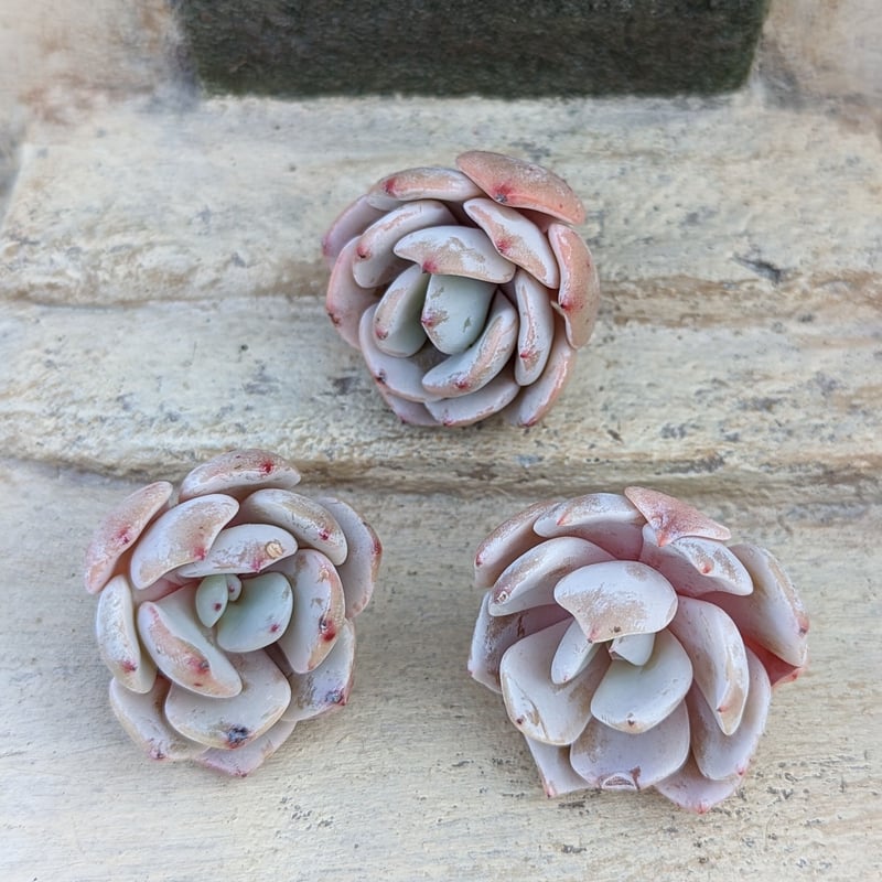 ストリクチフローラxラウイ エケベリア カット苗 | 多肉植物カット苗の