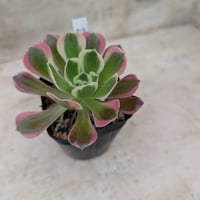 ブラックデビル アエオニウム 土付き 宅急便発送 | 多肉植物カット苗の