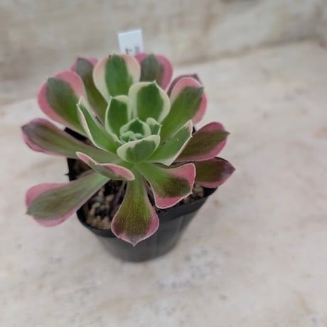 商品一覧 | 多肉植物カット苗の通販 | エケベリア(韓国苗)多肉植物専門