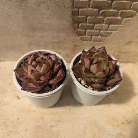 45【韓国輸入苗】バイオレットクイーン エケベリア カット苗 多肉植物 