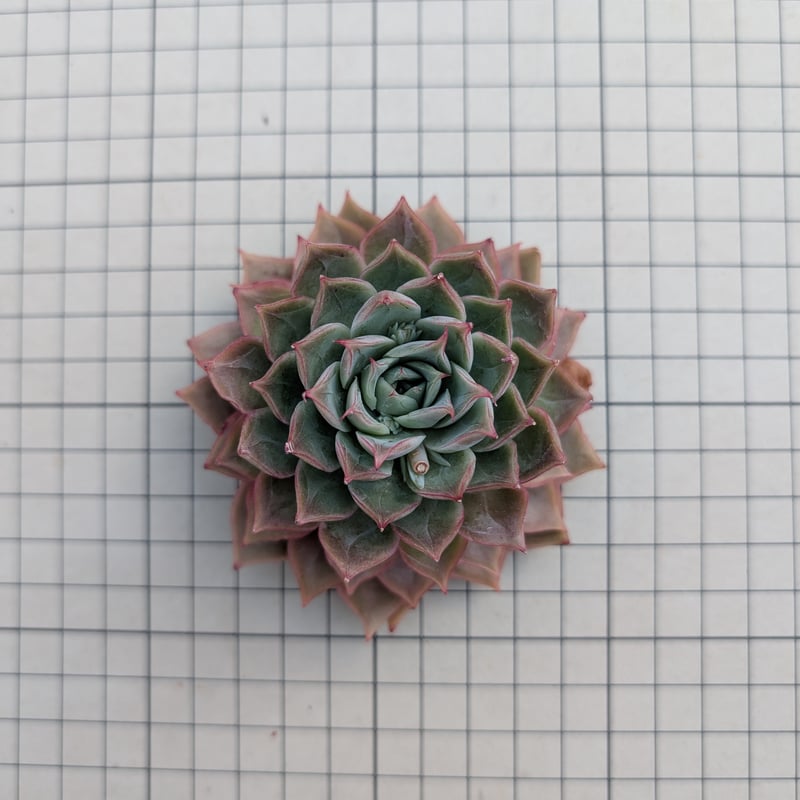 ま*す様 D780 花火 105苗 土付き 多肉植物 エケベリア 韓国苗 多肉植物4ミスジン エケベリア 韓国苗の通販 by 多肉植物