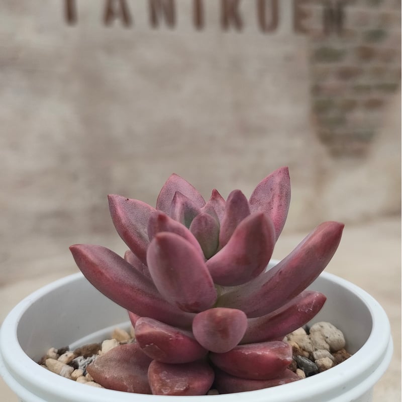 12.【現品 根付き】雷童錦とブロンズ姫6㌢鉢 多肉 12.【現品 根付き