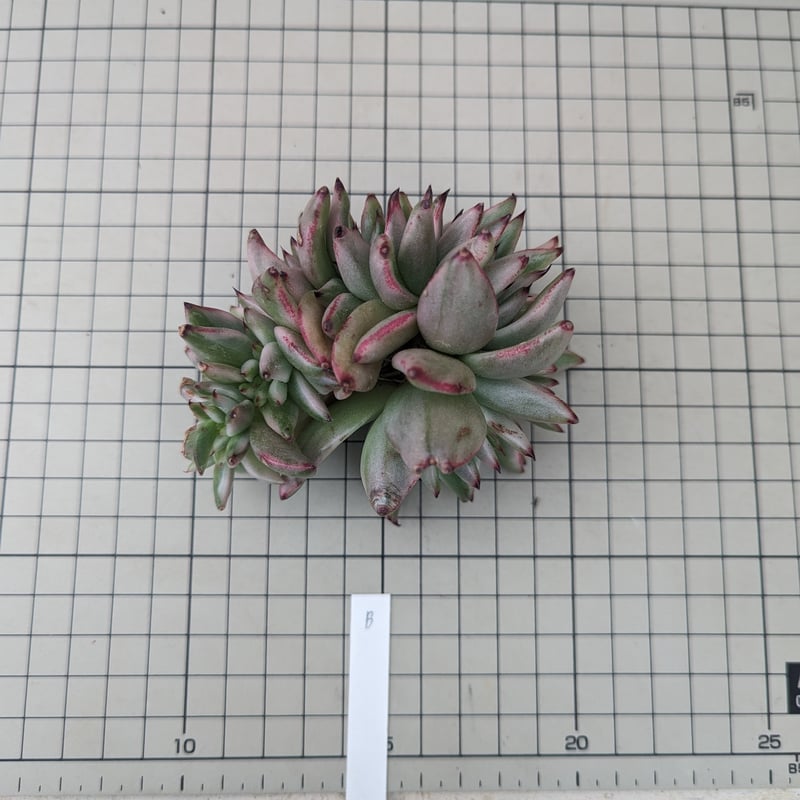 アイクソウル錦 綴化 エケベリア カット苗 | 多肉植物カット苗の通販