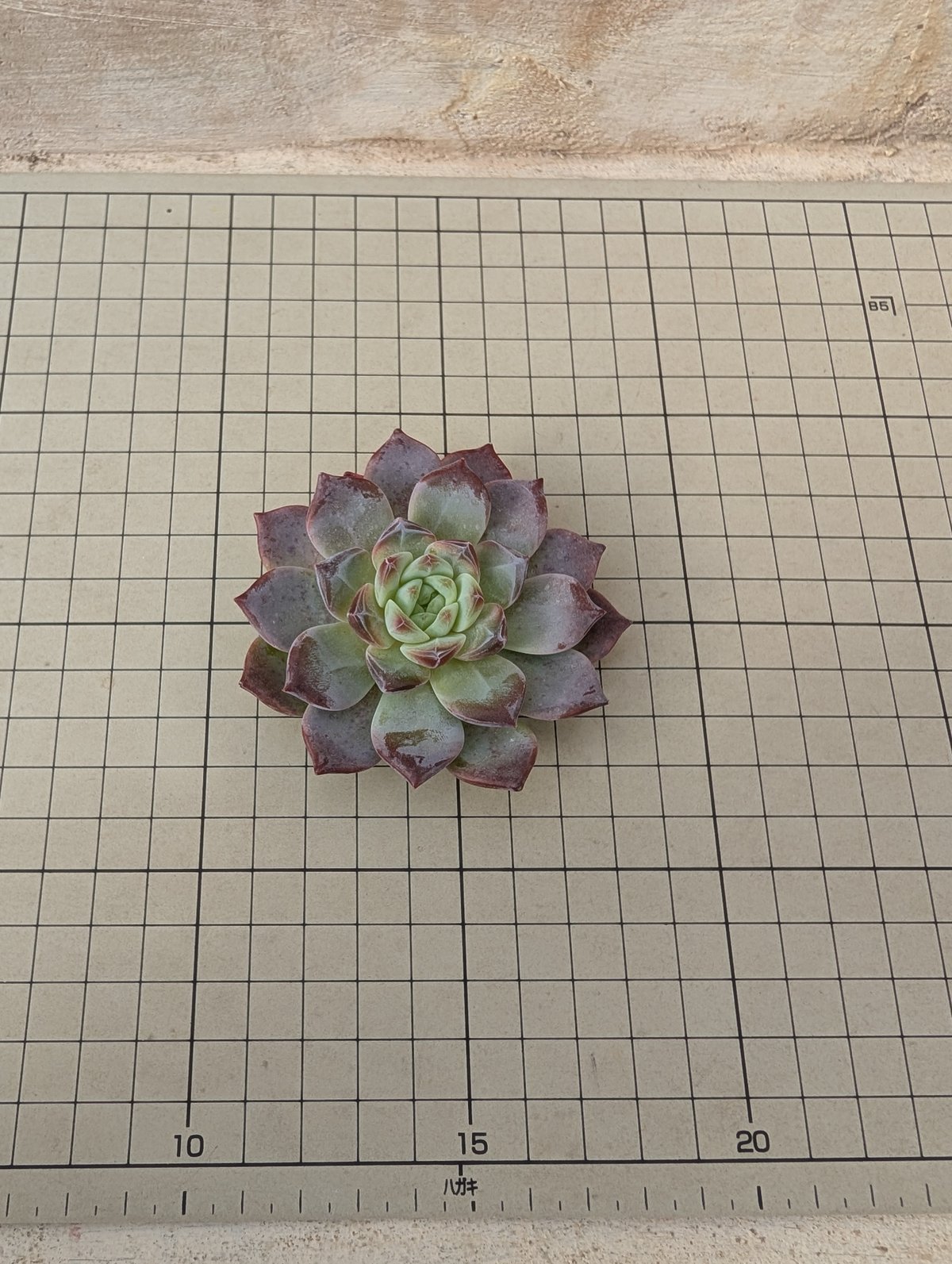 一時中止中☆　多肉植物　エケベリア　ピンクムーンライト　大きめサイズ　カット苗 楽天市場】多肉植物 エケベリア ピンクダイヤモンド 韓国苗 抜き苗