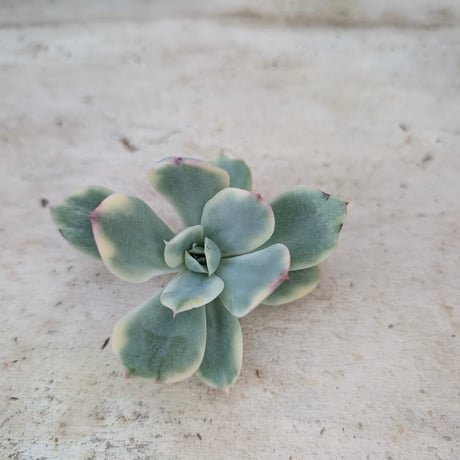 商品一覧 | 多肉植物カット苗の通販 | エケベリア(韓国苗)多肉植物専門