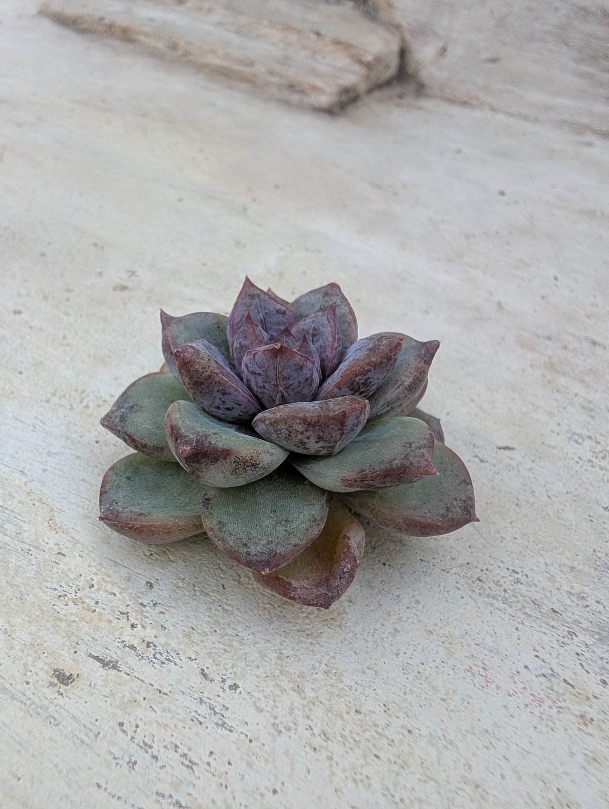 ブラックベア エケベリア カット苗 | 多肉植物カット苗の通販