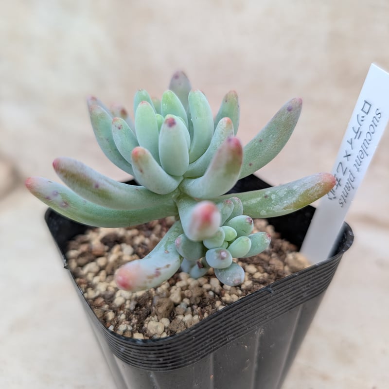 ロッティx乙女心 セダム交配 抜き苗 | 多肉植物カット苗の通販