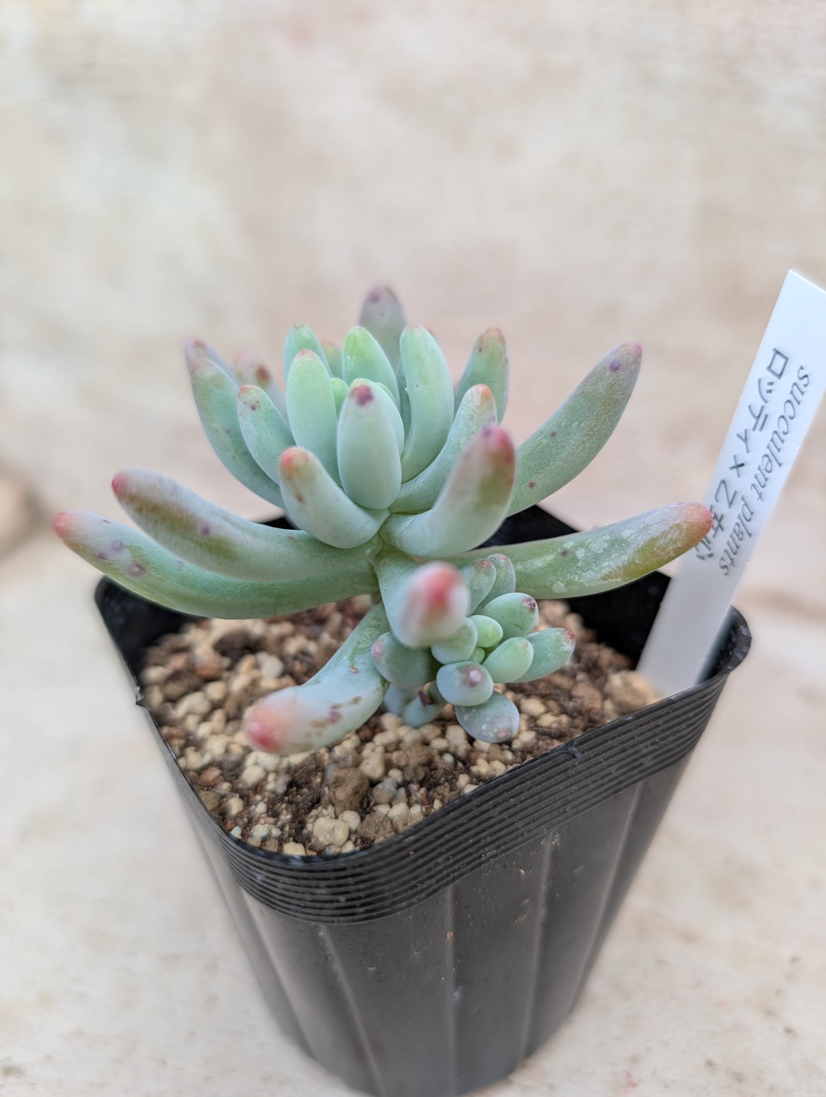 ロッティx乙女心 セダム交配 抜き苗 | 多肉植物カット苗の通販