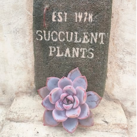 多肉植物カット苗の通販 | エケベリア(韓国苗)多肉植物専門店 | 森の多肉園