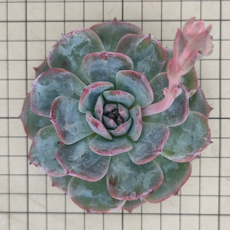 ホライゾン エケベリア カット苗 | 多肉植物カット苗の通販