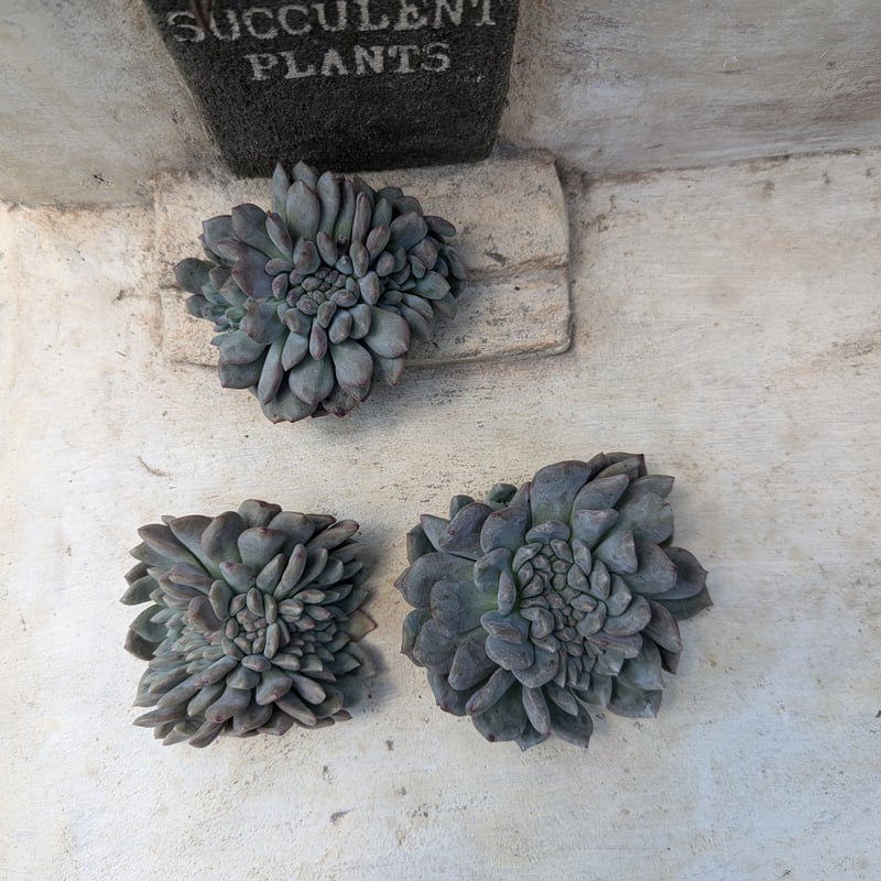 多肉植物 ♡アリエル 古株 大苗♡綴化開始？？ 多肉植物 ♡アリエル