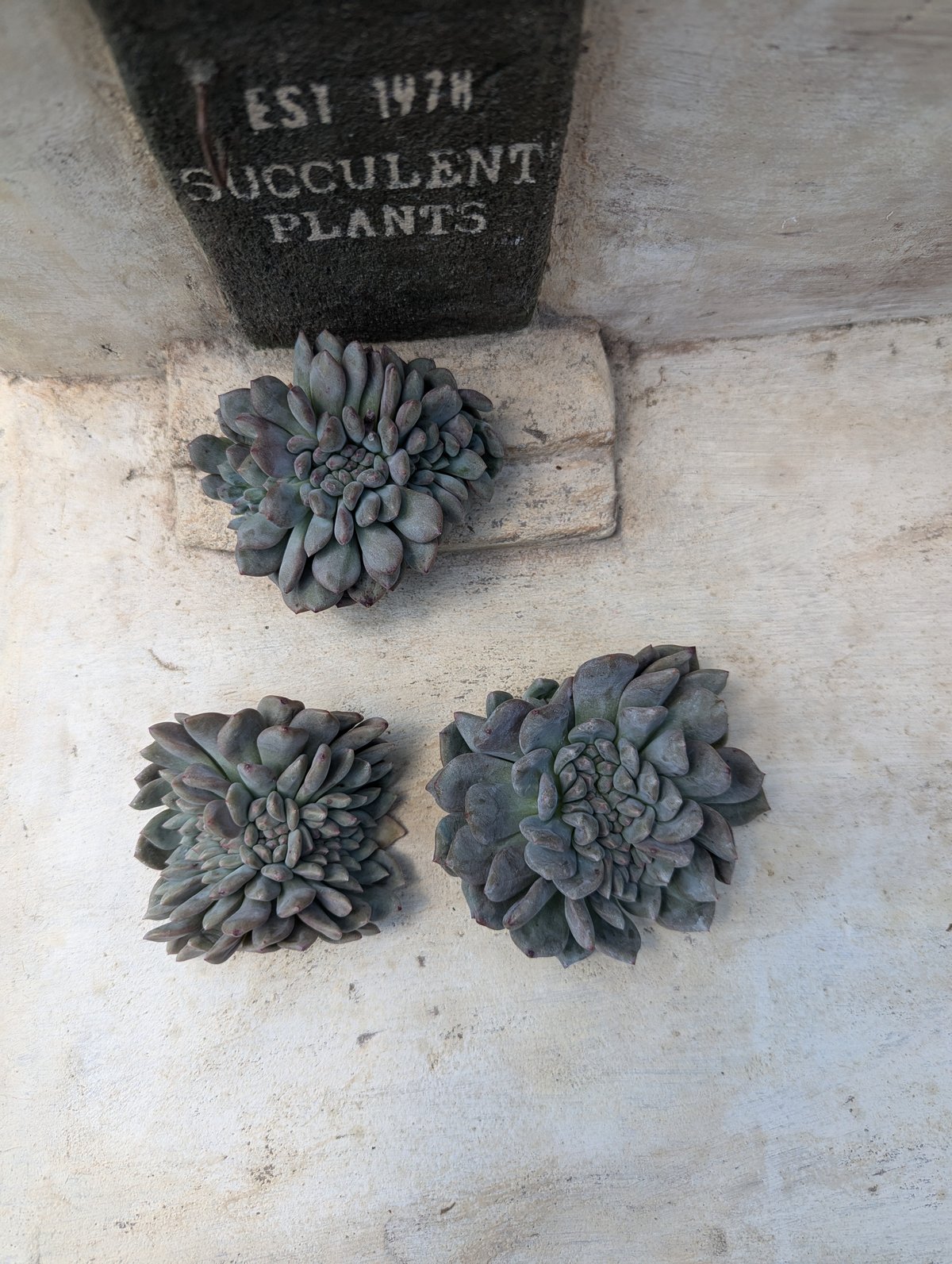 アリエル 綴化 エケベリア カット苗 | 多肉植物カット苗の通販