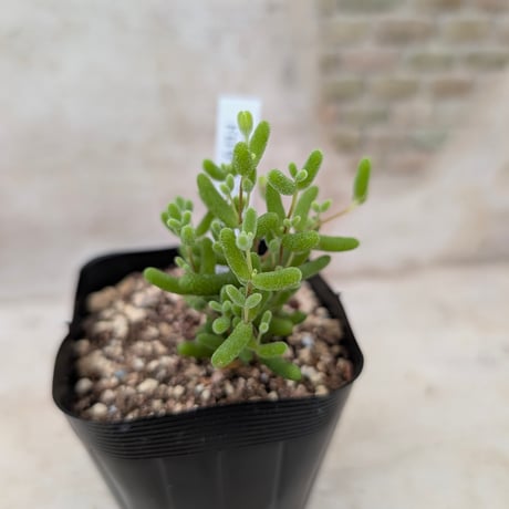 商品一覧 | 多肉植物カット苗の通販 | エケベリア(韓国苗)多肉植物専門