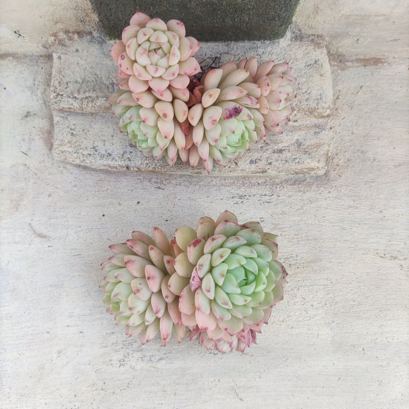 マカダミア エケベリア カット苗 3頭以上 | 多肉植物カット苗の通販