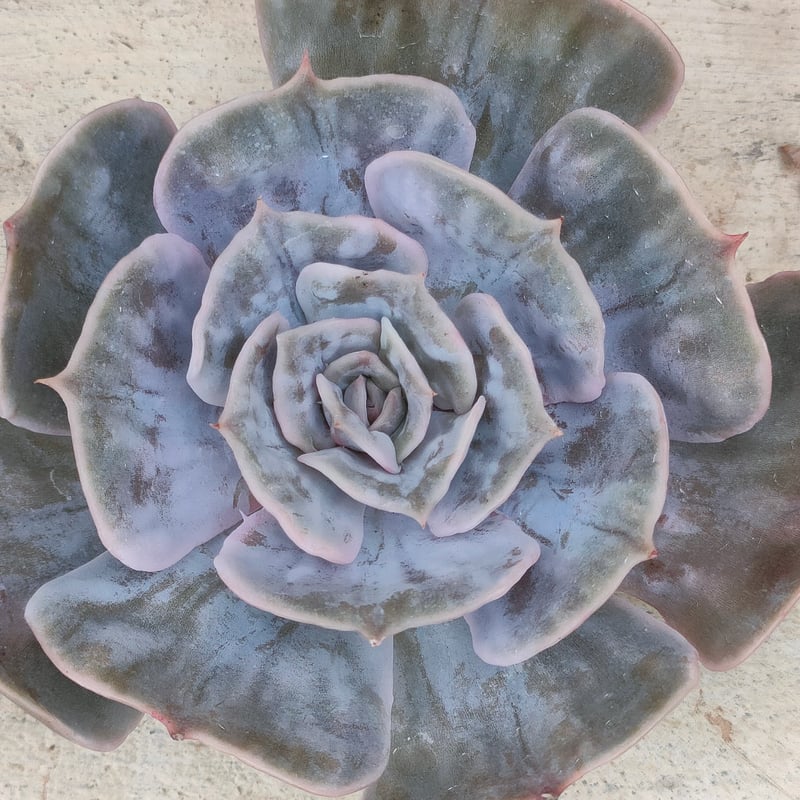 マーベル錦 エケベリア カット苗 | 多肉植物カット苗の通販